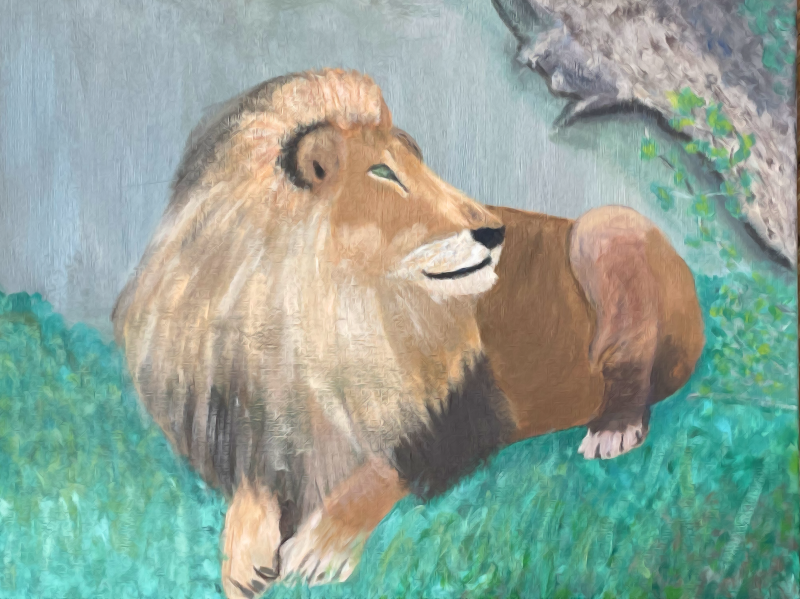 male lion at cleveland metro parks zoo