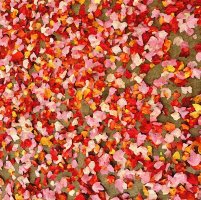 colorful fall leaves in different shades of red