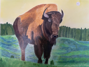 american bison